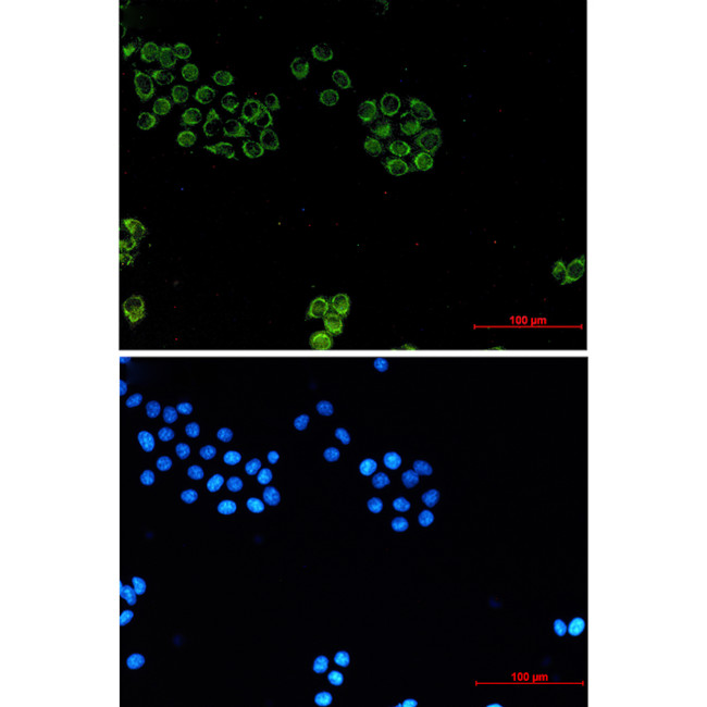 Glypican 1 Antibody in Immunocytochemistry (ICC/IF)