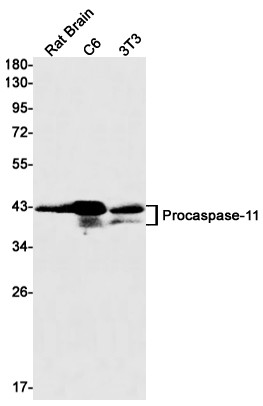 Caspase 4 Antibody in Western Blot (WB)