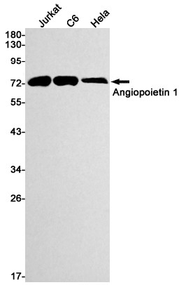 Angiopoietin 1 Antibody in Western Blot (WB)