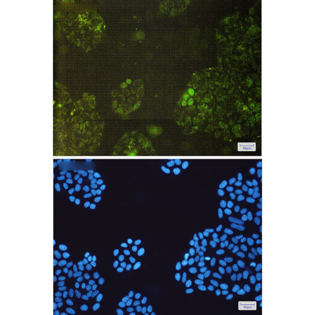 GSTK1 Antibody in Immunocytochemistry (ICC/IF)