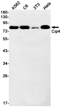 TRIP10 Antibody in Western Blot (WB)