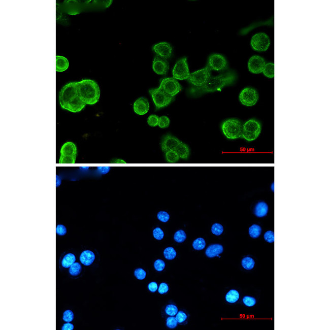 P-cadherin Antibody in Immunocytochemistry (ICC/IF)