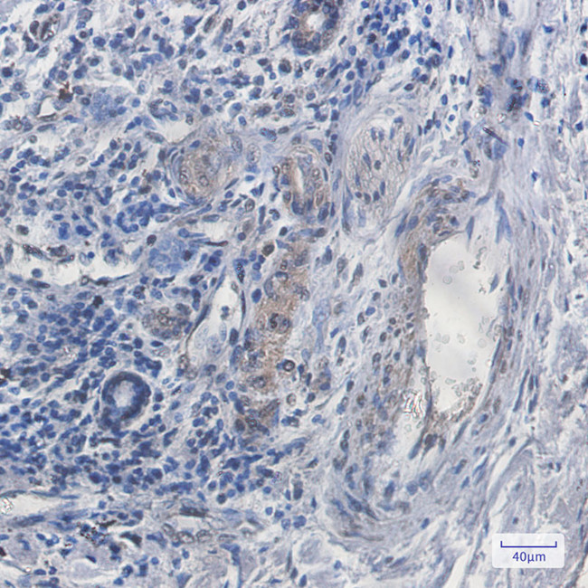 C9orf126 Antibody in Immunohistochemistry (Paraffin) (IHC (P))
