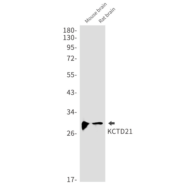 KCTD21 Antibody in Western Blot (WB)
