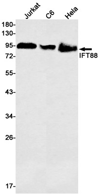 IFT88 Antibody in Western Blot (WB)
