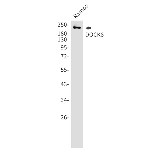 DOCK8 Antibody in Western Blot (WB)