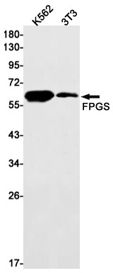 FPGS Antibody in Western Blot (WB)