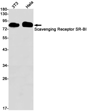 SR-BI Antibody in Western Blot (WB)