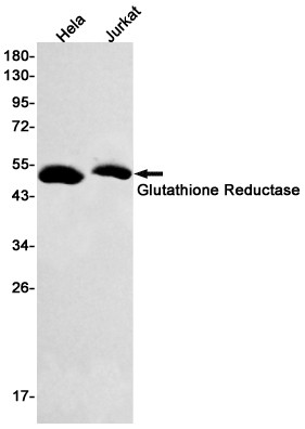 GSR Antibody in Western Blot (WB)