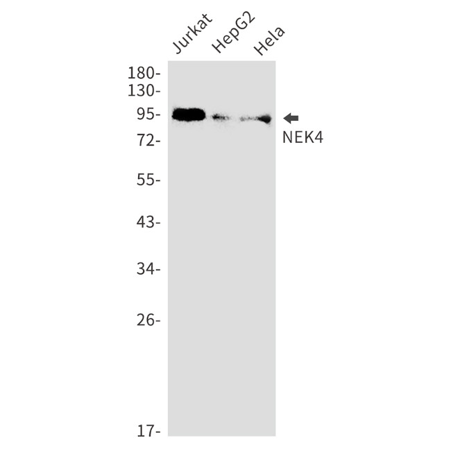 NEK4 Antibody in Western Blot (WB)