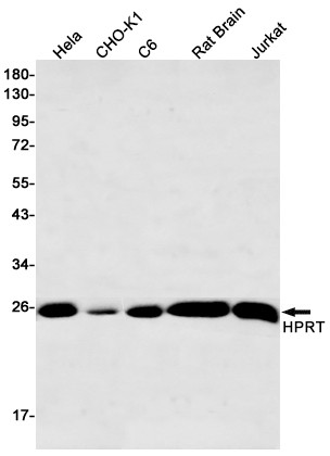HPRT1 Antibody in Western Blot (WB)