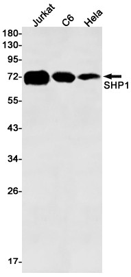 SHP-1 Antibody in Western Blot (WB)