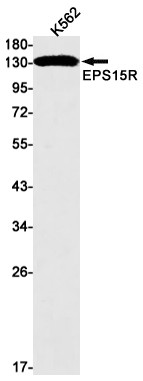 EPS15R Antibody in Western Blot (WB)