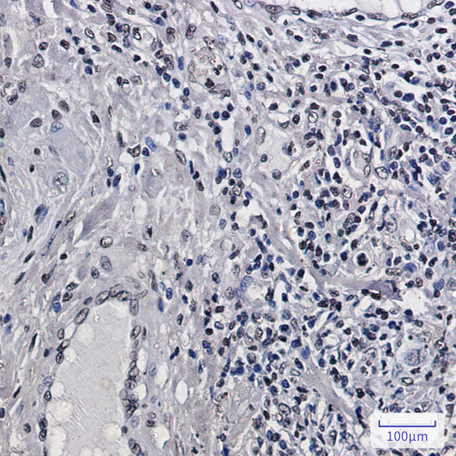 Histone H2B Antibody in Immunohistochemistry (Paraffin) (IHC (P))