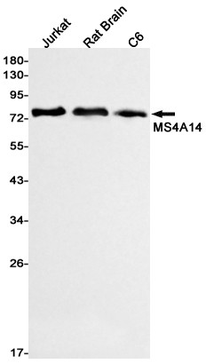 MS4A14 Antibody in Western Blot (WB)