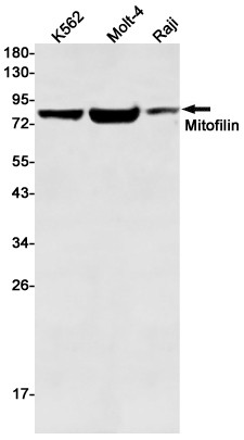 Mitofilin Antibody in Western Blot (WB)