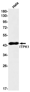 ITPK1 Antibody in Western Blot (WB)
