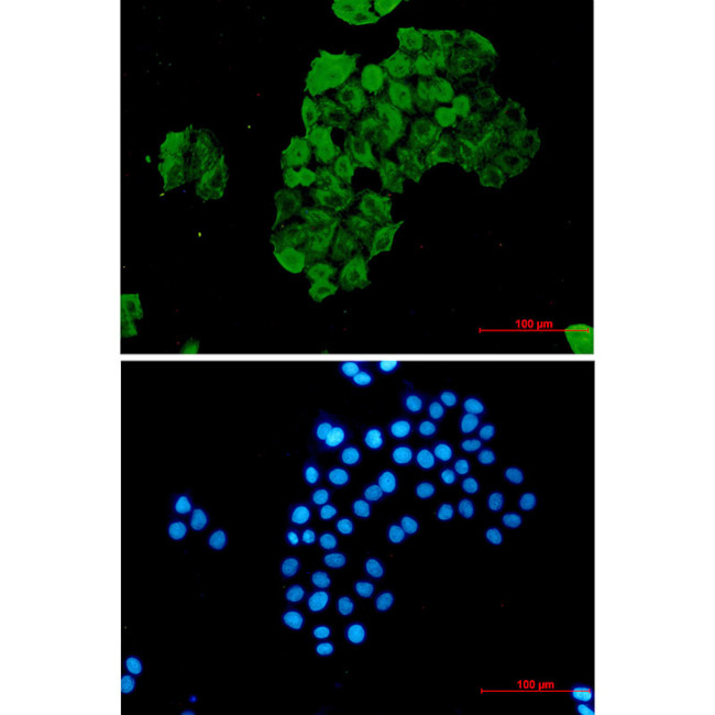 FKBP4 Antibody in Immunocytochemistry (ICC/IF)