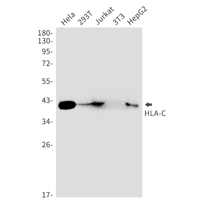 HLA-C Antibody in Western Blot (WB)