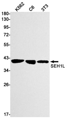 SEH1L Antibody in Western Blot (WB)
