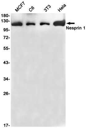 Nesprin 1 Antibody in Western Blot (WB)