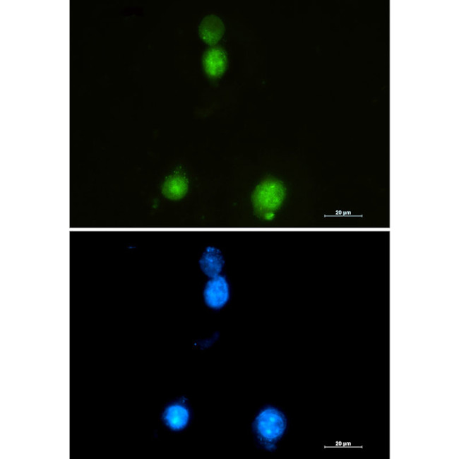 SAFB Antibody in Immunocytochemistry (ICC/IF)