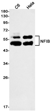 NFIB Antibody in Western Blot (WB)