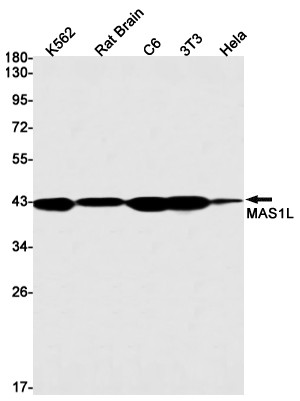 MAS1L Antibody in Western Blot (WB)