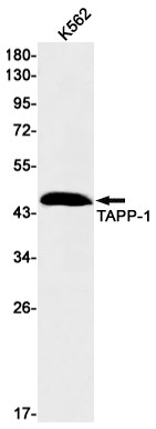 TAPP1 Antibody in Western Blot (WB)