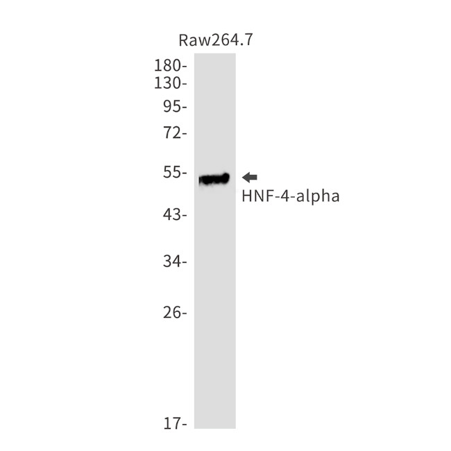 HNF4A Antibody in Western Blot (WB)