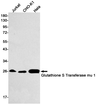 GSTM1 Antibody in Western Blot (WB)