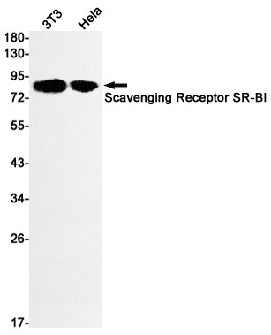 SR-BI Antibody in Western Blot (WB)