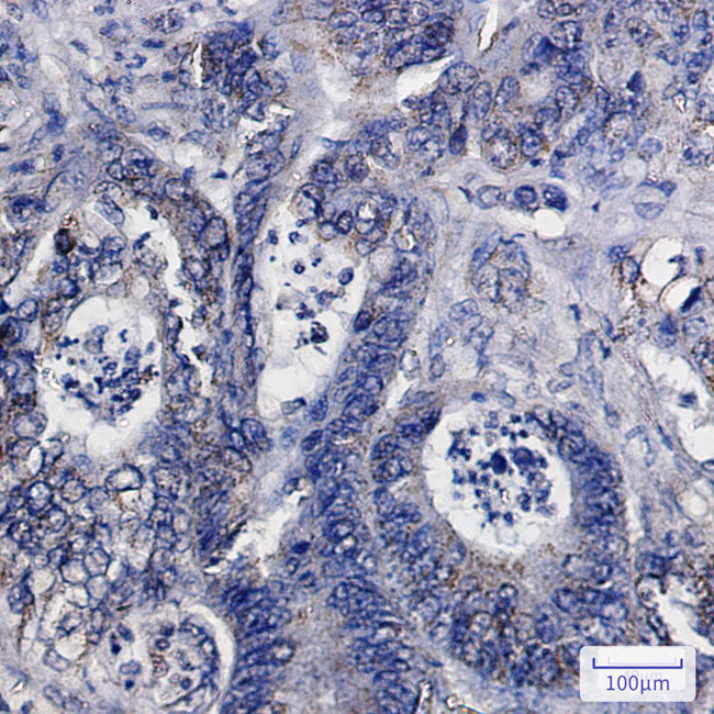 IDH2 Antibody in Immunohistochemistry (Paraffin) (IHC (P))
