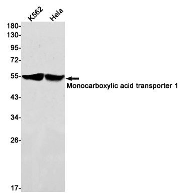 MCT1 Antibody in Western Blot (WB)