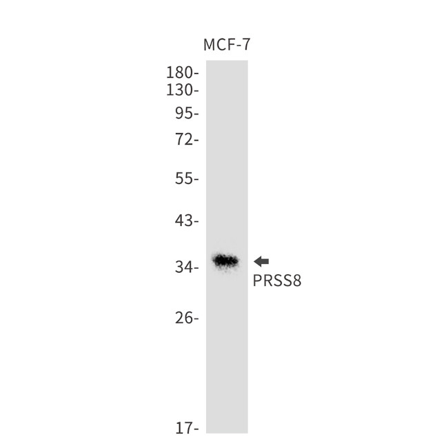 Prostasin Antibody in Western Blot (WB)