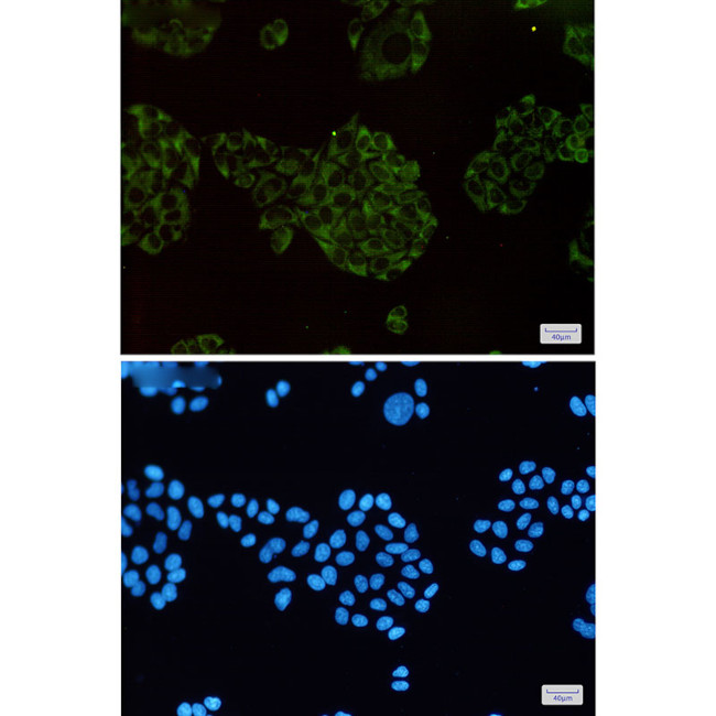 MEKK2 Antibody in Immunocytochemistry (ICC/IF)