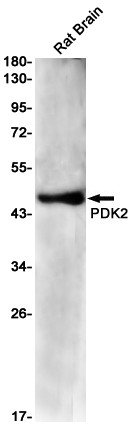 PDK2 Antibody in Western Blot (WB)