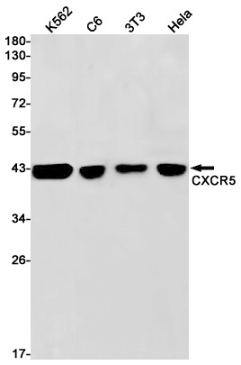 CXCR5 Antibody in Western Blot (WB)