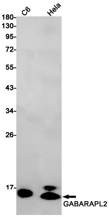GABARAPL2 Antibody in Western Blot (WB)