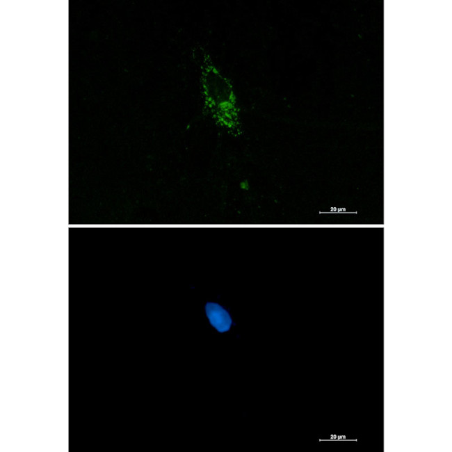PUM1 Antibody in Immunocytochemistry (ICC/IF)
