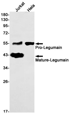 LGMN Antibody in Western Blot (WB)