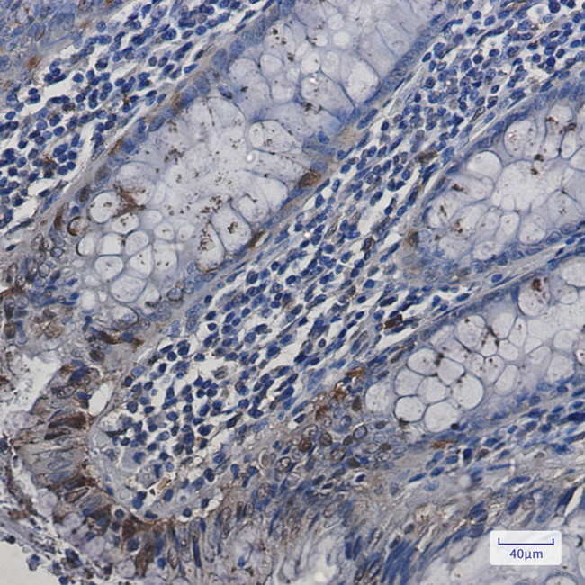 HSPA2 Antibody in Immunohistochemistry (Paraffin) (IHC (P))