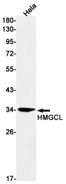 HMGCL Antibody in Western Blot (WB)