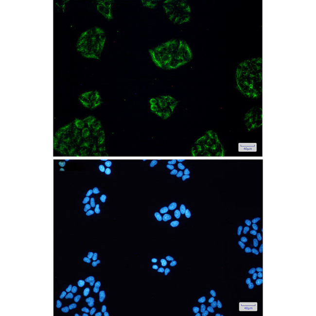 KCTD9 Antibody in Immunocytochemistry (ICC/IF)