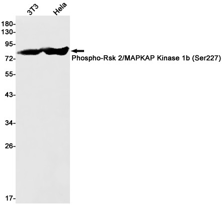 Phospho-RSK2 (Ser227) Antibody in Western Blot (WB)