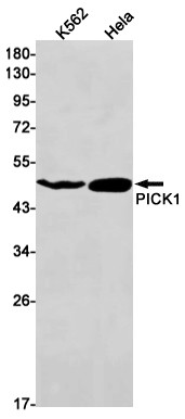PICK1 Antibody in Western Blot (WB)