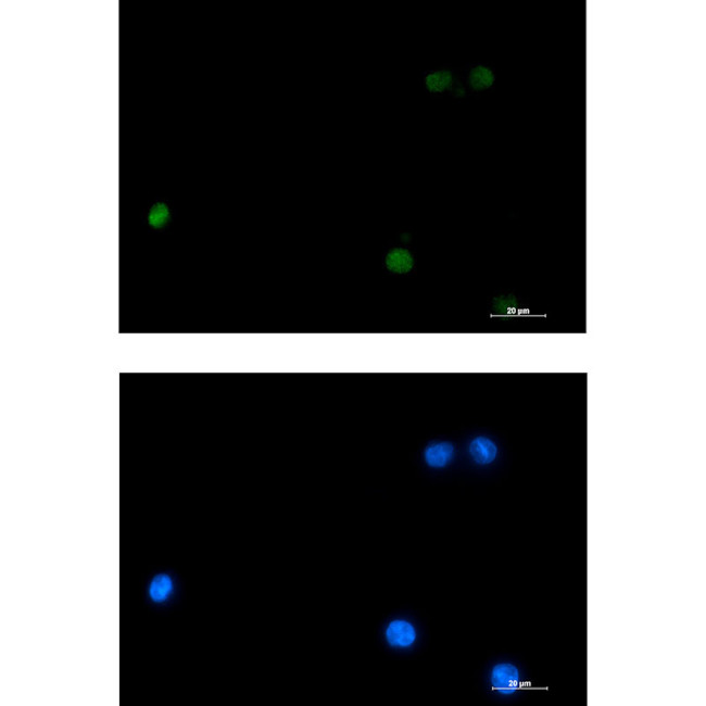 DLX4 Antibody in Immunocytochemistry (ICC/IF)