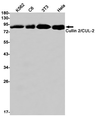 Cullin 2 Antibody in Western Blot (WB)