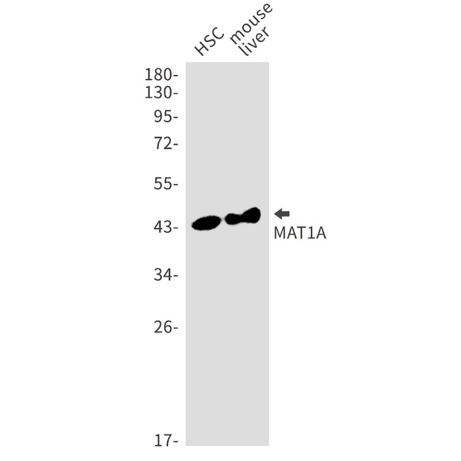 MAT1A Antibody in Western Blot (WB)