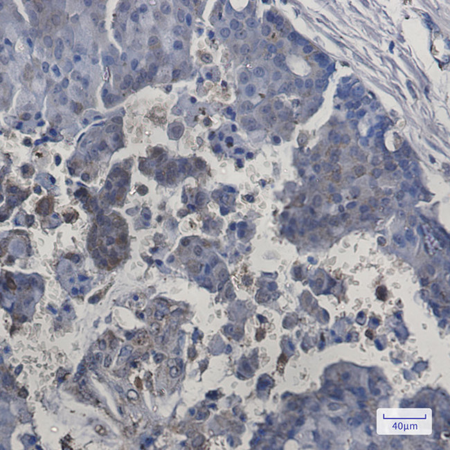 ITPA Antibody in Immunohistochemistry (Paraffin) (IHC (P))